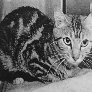 Marmalade -  Domestic Short Hair Cat for Adoption in San Jacinto, California - Marmalade | PetCurious