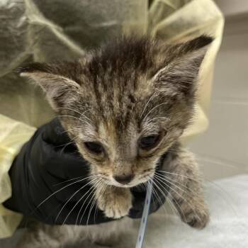 Tiger -  Domestic Medium Hair Cat for Adoption in Murray, Utah - Tiger | PetCurious