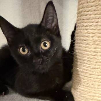 Sally -  Domestic Short Hair Cat for Adoption in Midland, Texas - Sally | PetCurious