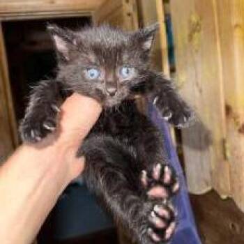 Ollie -  Domestic Short Hair Cat for Adoption in West Palm Beach, Florida - Ollie | PetCurious