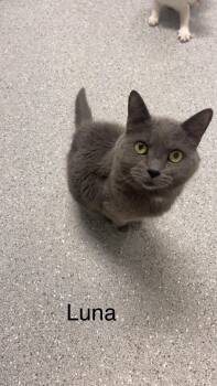 Rescue Domestic Short Hair Cats for Adoption in Indiana, Pennsylvania - Luna | PetCurious