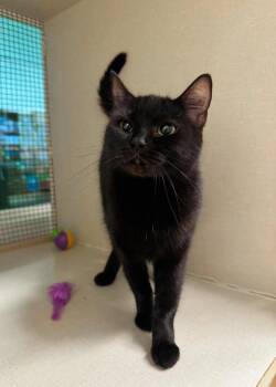 Cleocatra -  Domestic Short Hair Cat for Adoption in Effingham, Illinois - Cleocatra | PetCurious