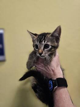 Rescue Domestic Short Hair Cats for Adoption in Rockwall, Texas - Oliver | PetCurious