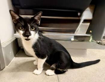 Gemini -  Domestic Short Hair Cat for Adoption in St. Cloud, Florida - Gemini | PetCurious