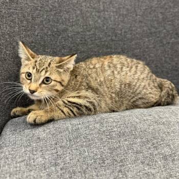 Tinkerbell -  Domestic Short Hair Cat for Adoption in Buffalo, Minnesota - Tinkerbell | PetCurious
