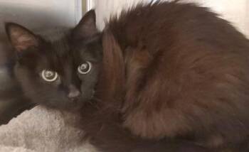 Lilah -  Domestic Long Hair and Domestic Short Hair Cat for Adoption in Kansas City, Missouri - Lilah | PetCurious