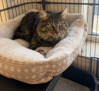 Bennett -  Domestic Short Hair Cat for Adoption in Pitman, New Jersey - Bennett | PetCurious
