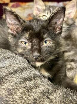 Tulip -  Domestic Short Hair Cat for Adoption in Lafayette, Indiana - Tulip | PetCurious