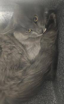 Domestic Medium Hair Cats Available for Adoption - CHONKY | PetCurious