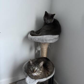 Jan -  Domestic Short Hair and Russian Blue Cat for Adoption in Granville, Ohio - Jan | PetCurious