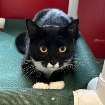 Rescue Domestic Short Hair Cats for Adoption in North Haven, Connecticut - Tina Purrner | PetCurious