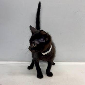 Eclipse -  Domestic Short Hair Cat for Adoption in Hawthorne, California - Eclipse | PetCurious