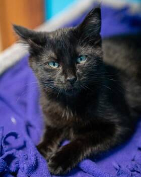 Navy -  Domestic Short Hair Cat for Adoption in Pequot Lakes, Minnesota - Navy | PetCurious