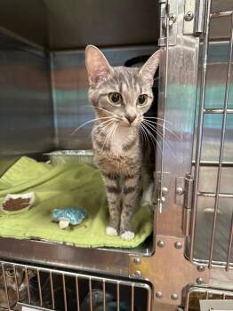 Glade -  Domestic Short Hair Cat Available for Adoption in Cumming, Georgia - Glade | PetCurious