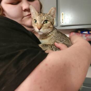 Priscilla -  Domestic Short Hair Cat for Adoption in Mount Pleasant, Texas - Priscilla | PetCurious