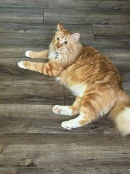MILO -  Domestic Medium Hair Cat for Adoption in Rancho Cucamonga, California - MILO | PetCurious