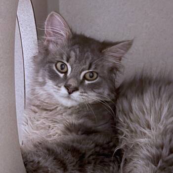 Gris -  Domestic Long Hair Cat for Adoption in Providence, Rhode Island - Gris | PetCurious