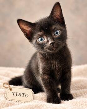 Tinto -  Domestic Short Hair Cat for Adoption in Miami, Florida - Tinto | PetCurious