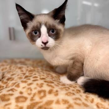 Snowshoe Cats Available for Adoption in Wheeling, Illinois - Hopper | PetCurious