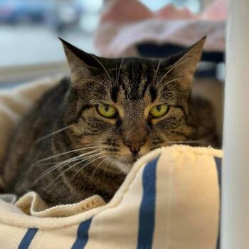 Rescue Domestic Short Hair Cats for Adoption in North Haven, Connecticut - Solstice | PetCurious