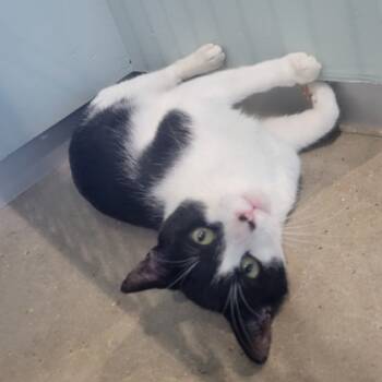 Rescue Domestic Short Hair Cats for Adoption in Leander, Texas - Dusk | PetCurious