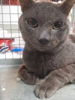 Domestic Short Hair Cats Available for Adoption in Jacksonville, Florida - PANCAKES | PetCurious