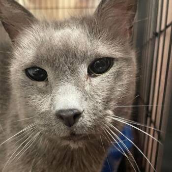 Domestic Short Hair Cats Available for Adoption - Adso | PetCurious