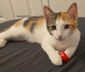 Princesa -  Domestic Short Hair and Calico Cat for Adoption in New York, New York - Princesa | PetCurious