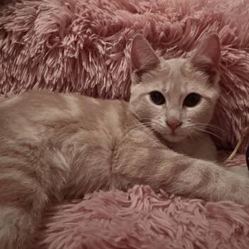 Domestic Short Hair Cats Available for Adoption - Wimbly | PetCurious