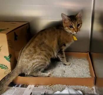 DORITO -  Domestic Short Hair Cat for Adoption in St. Louis, Missouri - DORITO | PetCurious
