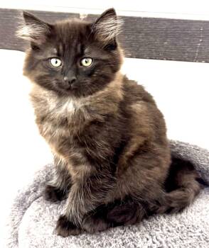 Shash-Mr. Personality, super soft sweetheart -  Maine Coon and Norwegian Forest Cat Cat for Adoption in Bonney Lake, Washington - Shash-Mr. Personality, Super Soft Sweetheart | PetCurious