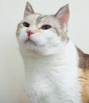 Luna Bear -  Domestic Short Hair Cat for Adoption in Arlington, Washington - Luna Bear | PetCurious