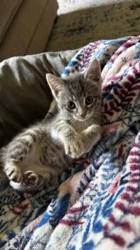 Basil -  Tabby and Domestic Short Hair Cat for Adoption in Buford, Georgia - Basil | PetCurious