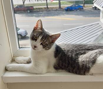 Leo -  Domestic Short Hair Cat for Adoption in Burnaby, British Columbia - Leo | PetCurious