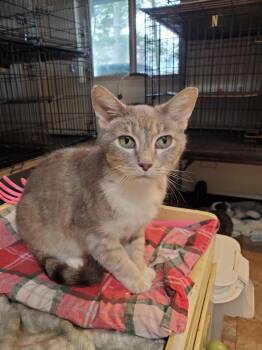 Kipper -  Domestic Short Hair Cat Available for Adoption in Philippi, West Virginia - Kipper | PetCurious