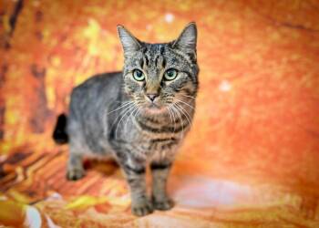 Bingo -  Domestic Short Hair Cat for Adoption in Camp Hill, Pennsylvania - Bingo | PetCurious