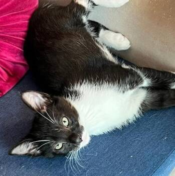 Cosmic Crisp -  Domestic Short Hair Cat for Adoption in Wheaton, Illinois - Cosmic Crisp | PetCurious