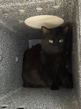 MIZORA -  Domestic Medium Hair Cat for Adoption - MIZORA | PetCurious