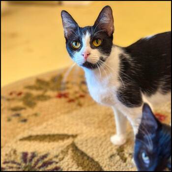 Rescue Domestic Short Hair Cats for Adoption in Roswell, Georgia - Yolanda | PetCurious