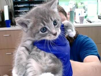 Rescue Domestic Short Hair Cats for Adoption in Louisville, Kentucky - MIRACLE GROW | PetCurious