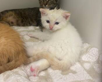 Marie -  Domestic Short Hair Cat for Adoption in Greenfield, Indiana - Marie | PetCurious