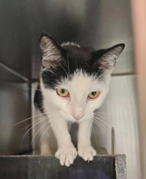 Grove 4(Moon Pie)(Daphne) -  Domestic Short Hair Cat for Adoption in Mocksville, North Carolina - Grove 4(Moon Pie)(Daphne) | PetCurious