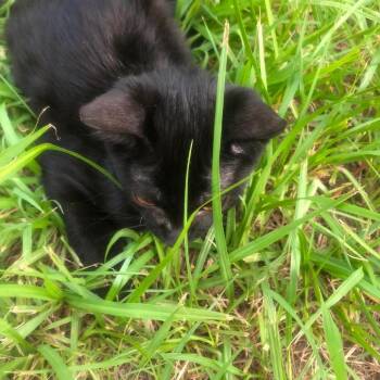 Nadja -  Domestic Short Hair Cat for Adoption in Gainesville, Florida - Nadja | PetCurious