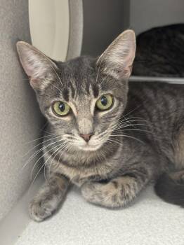 Rescue Tabby and Domestic Short Hair Cats for Adoption in Red Bluff, California - *Alpine | PetCurious