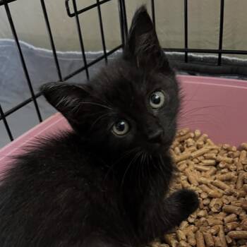Rescue Domestic Short Hair Cats for Adoption in Orlando, Florida - Poppy | PetCurious