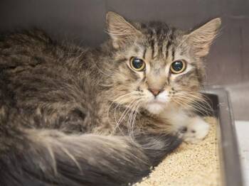 Domestic Medium Hair Cats Available for Adoption in Phoenix, Arizona - SCRUFFY | PetCurious