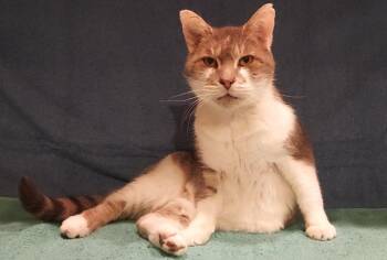 Rescue Domestic Short Hair Cats for Adoption in Moorestown, New Jersey - Winston | PetCurious