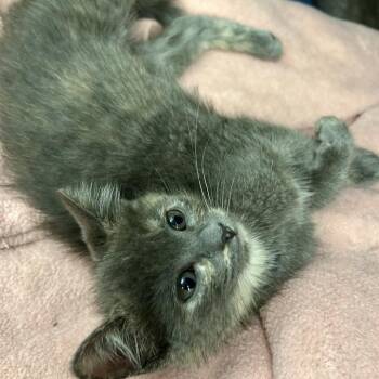 Daffodil -  Domestic Short Hair Cat for Adoption in Keizer, Oregon - Daffodil | PetCurious