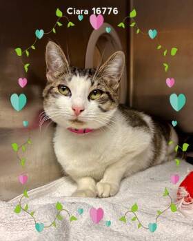 Domestic Short Hair Cats Available for Adoption - CIARA | PetCurious