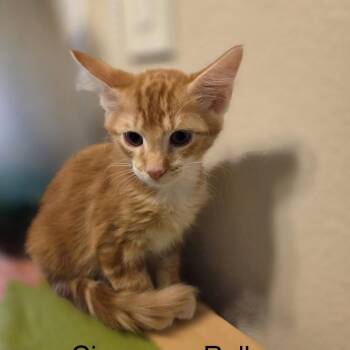 Cinnamon Roll -  Domestic Short Hair Cat for Adoption in Santa Fe, Texas - Cinnamon Roll | PetCurious